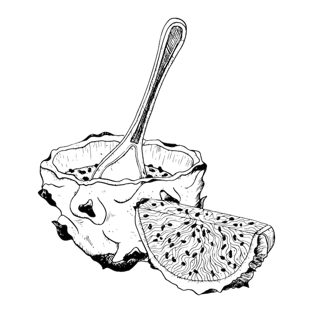 Vector black and white dragon fruit half dessert with slice illustration pitaya food line drawing