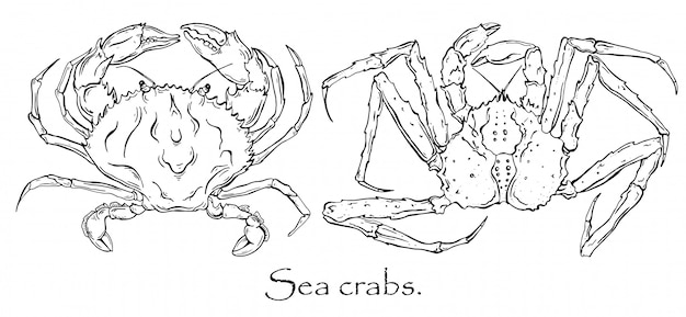 Vector black and white drawing of crab and king crab