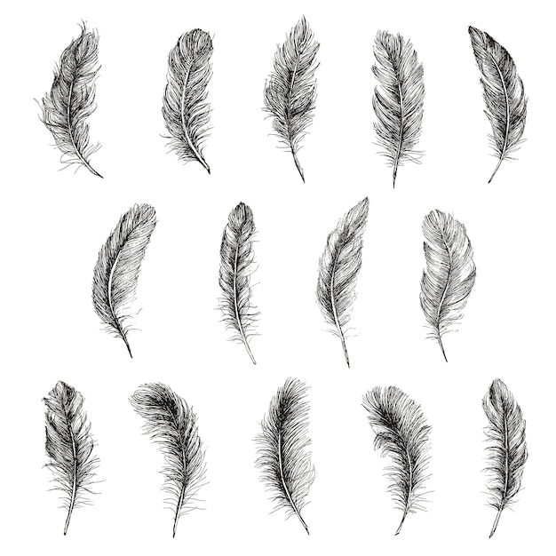 Vector black and white feather pattern