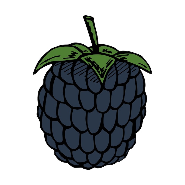 ベクトル ブラックベリー クリップアート手描きベリー アイコン フルーツ イラスト印刷 web デザインの装飾のロゴ