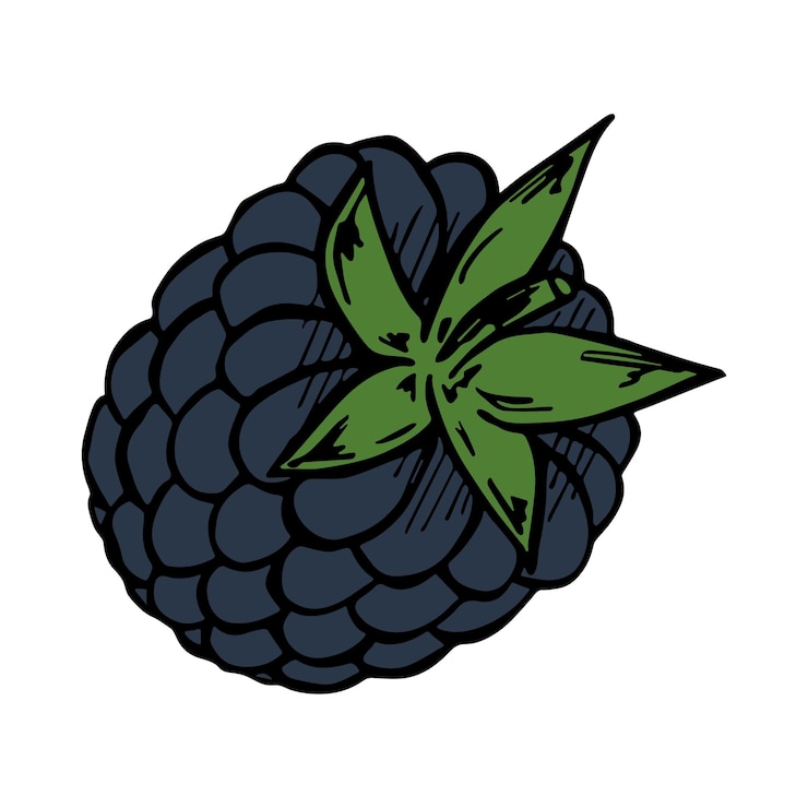 Vector vector blackberry clipart hand drawn berry icon fruit illustration for print web design decor logo