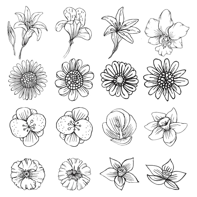 vector bloem bloesem bloemen illustratie