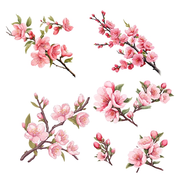 Vettore vettore di rami di sakura in fiore