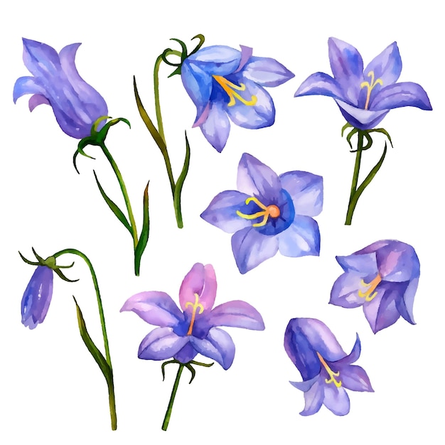 Vector bluebell bloemen geïsoleerd op een witte achtergrond