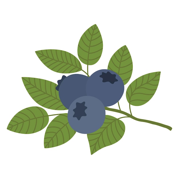 Vector blueberry