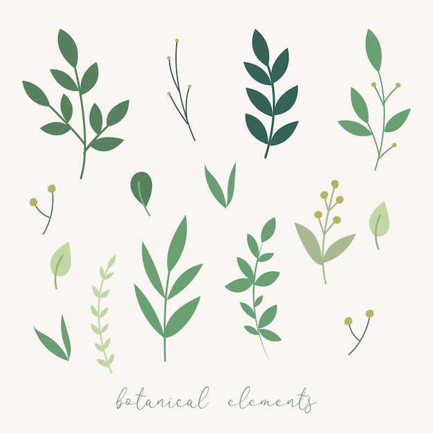 Vector botanical decoration elements. Floral leaves set.