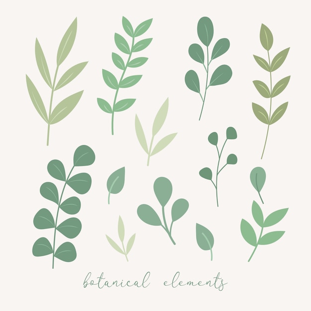 Vector botanical decoration elements. floral leaves set.