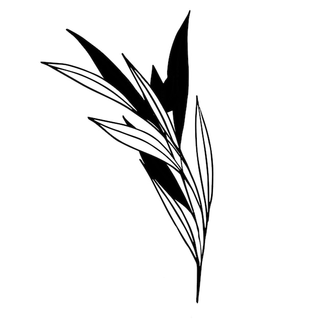 Векторная ботаническая иллюстрация ветвь с листьями и цветами контур и силуэт Сад поле луг дикие растения, собранные в коллекции букетов Векторная иллюстрация изолирована на фоне