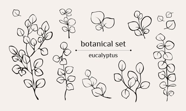 ベクトル ベクター植物学セット エウカリプタスの枝の葉 ベクターアイコンは手描きです