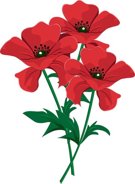 Vector vector bouquet of three red poppies