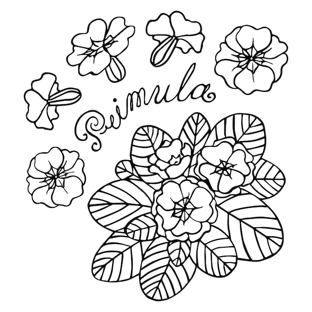 개요 Primula 또는 Primrose 꽃과 잎이 있는 벡터 꽃다발