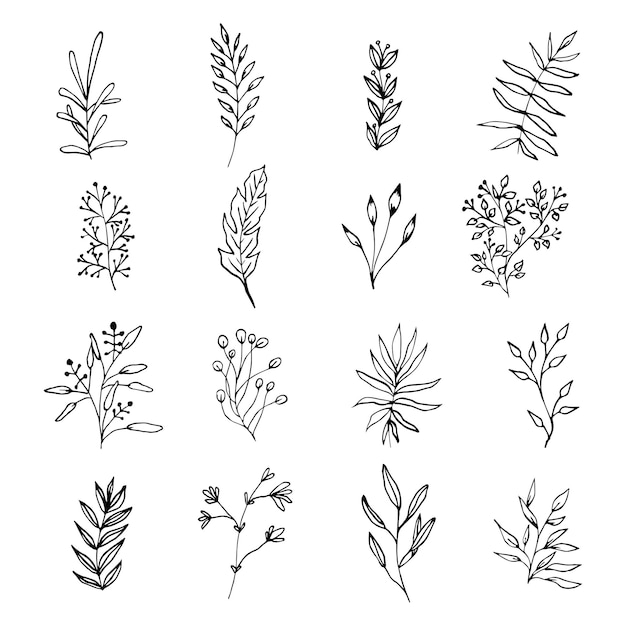 Vector branches and leaves Hand drawn floral elements Vintage botanical illustrations