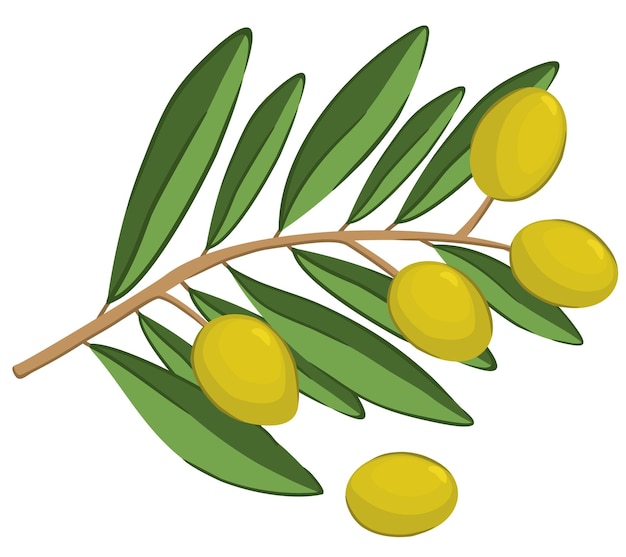 Vector bright illustration of branch with olives isolated on white background.