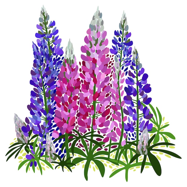 Vector bright illustration of lupines, garden flowers, isolated on white background.