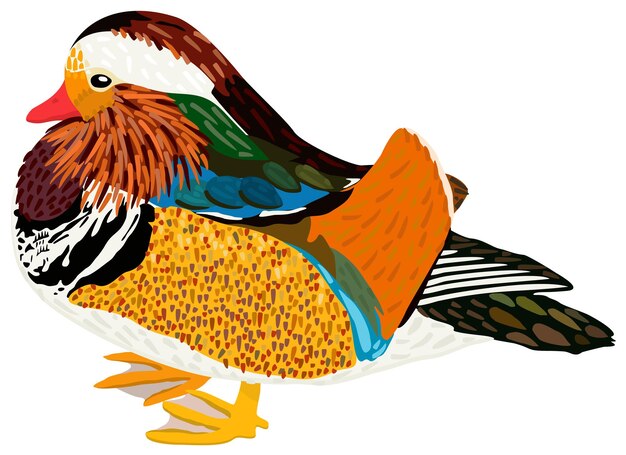 Vector bright illustration of mandarin duck isolated on white background.