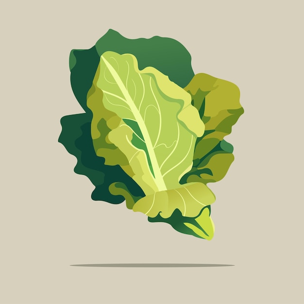 Вектор Векторная капуста зеленые листья овощи свежая и здоровая органическая пища