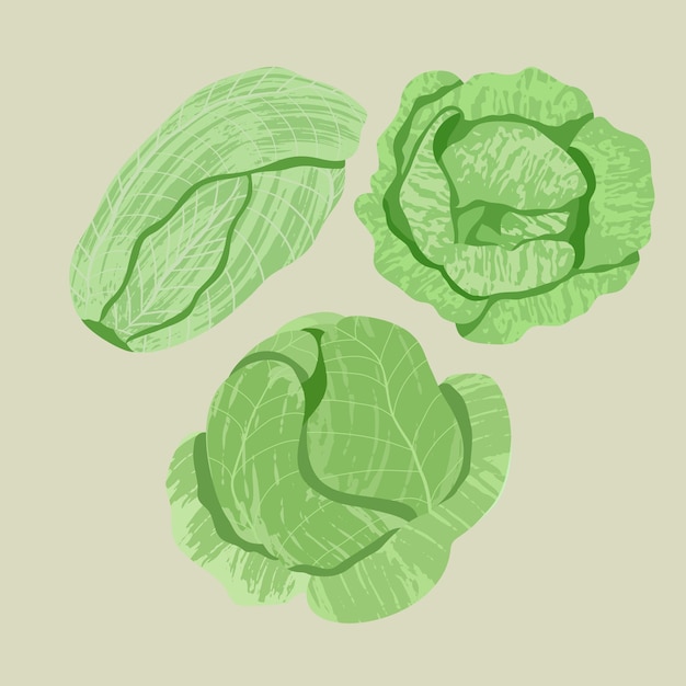 Vector cabbage set Illustation of isolated cabbage with brush texture