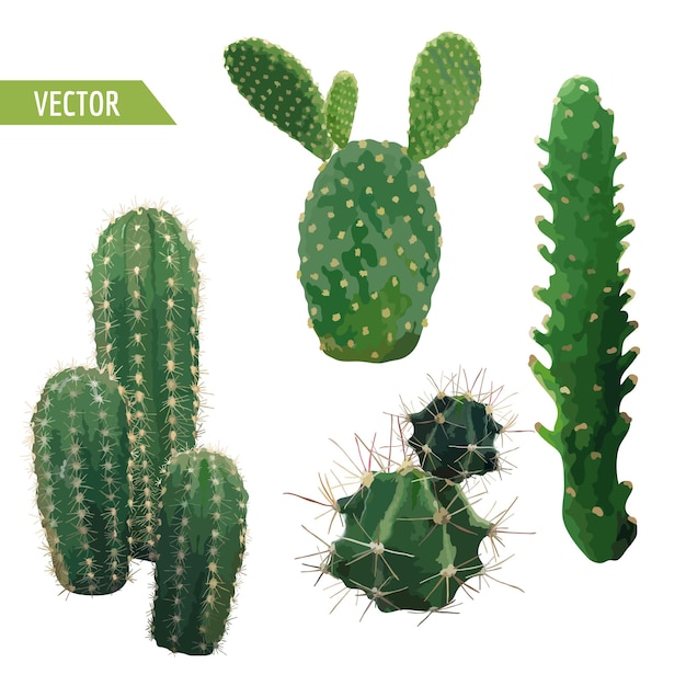 Vector vector cactus plant. exotic tropical summer botanical background.