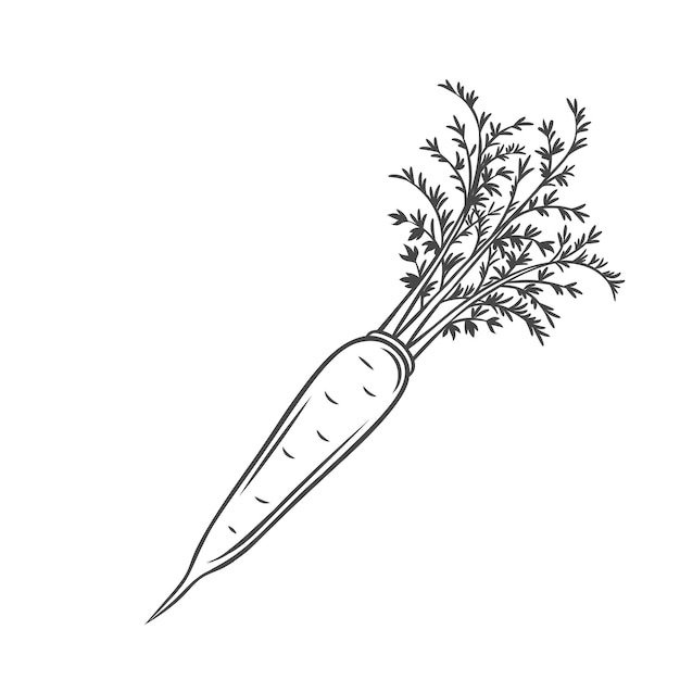 Vettore carota di vettore. icona di contorno di verdure di fattoria, illustrazione monocromatica di disegno
