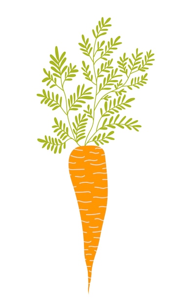 Vector carrot sketch realistic carrot with leafy tops jn white background spring symbol for greeting card textile decor menu