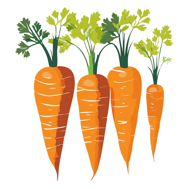 Vector vector carrots