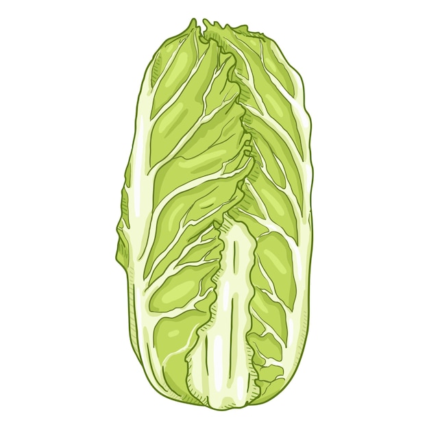Vector vector cartoon chinese cabbage