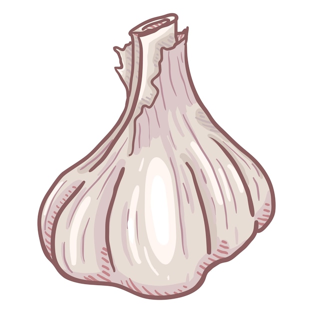 Vector Cartoon Color Garlic