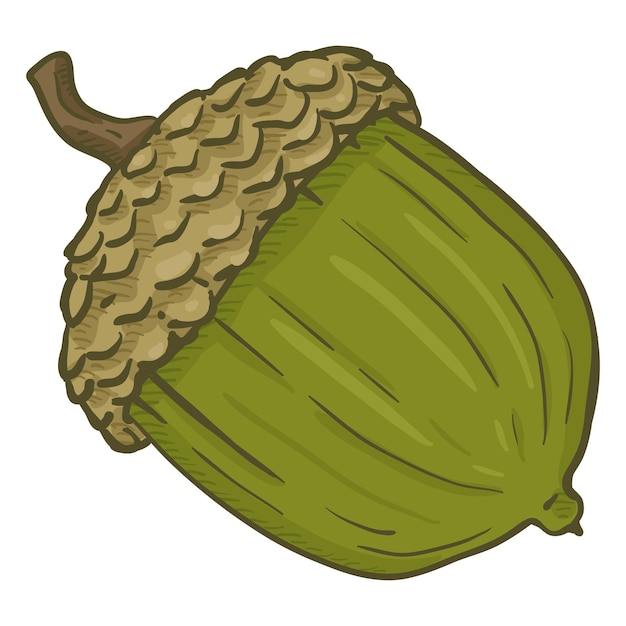 Vector Cartoon Color Illustration  Green Unripe Acorn