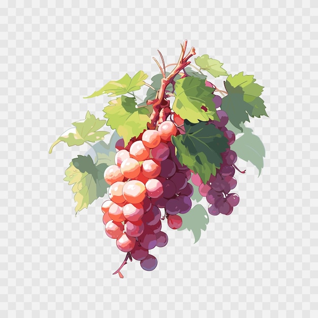 Vector cartoon detailed fruit grape Sweet fruit Vector illustration EPS10