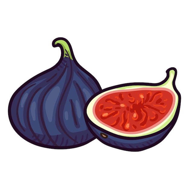 Vector Cartoon Fresh Blue Fig Fruit