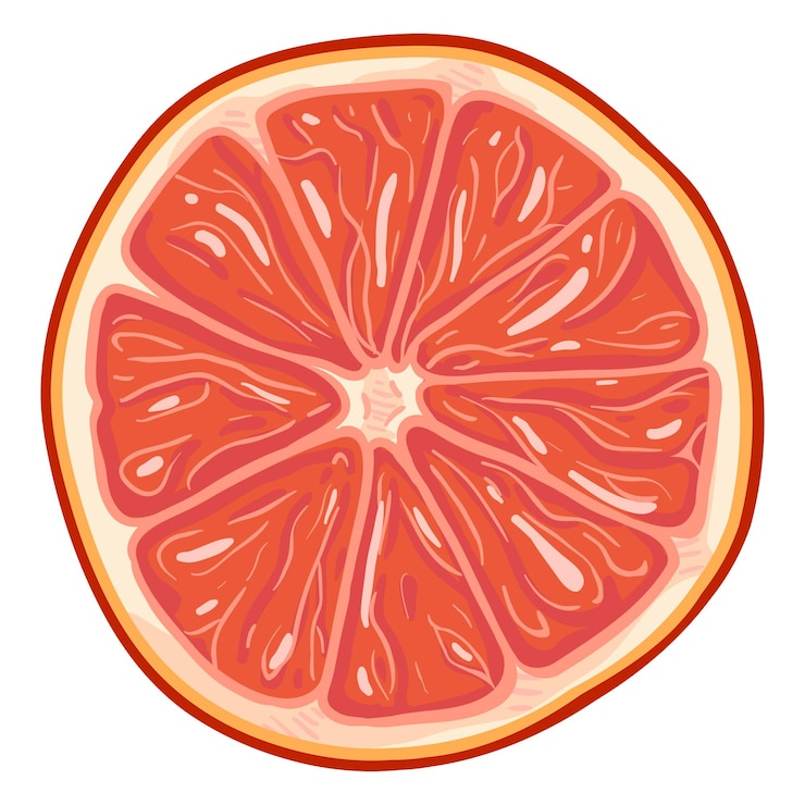 Vector vector cartoon grapefruit round slice