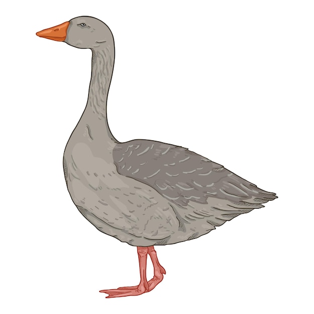 Vector vector cartoon gray goose illustration