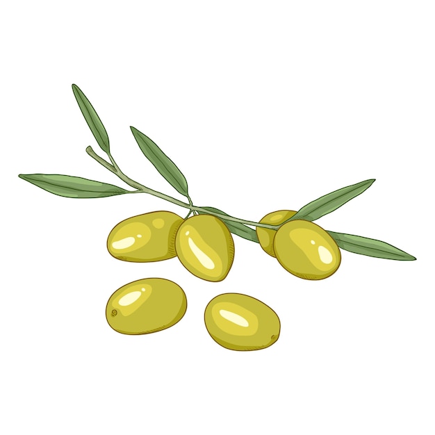 Vector Cartoon Green Olives