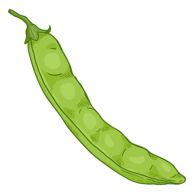 Vector Cartoon Green Peas Pod