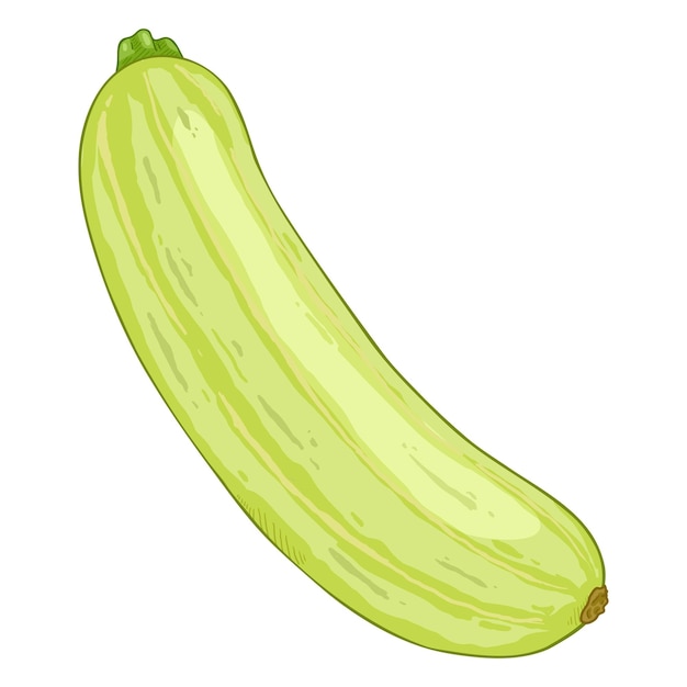 Vector Cartoon Green Zucchini