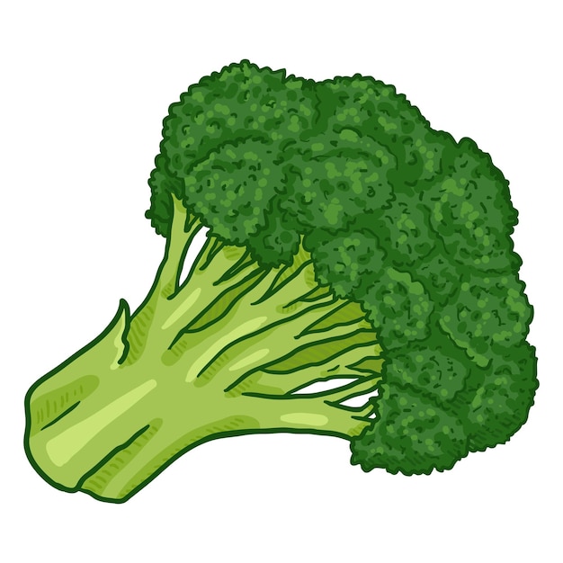 Vector Cartoon Groene Broccoli