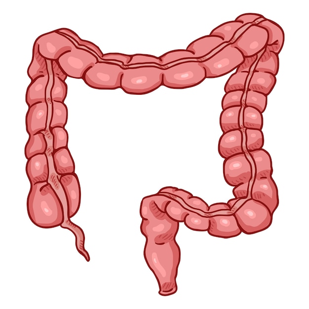 Illustrazione dell'organo anatomico dell'intestino crasso umano del fumetto vettoriale