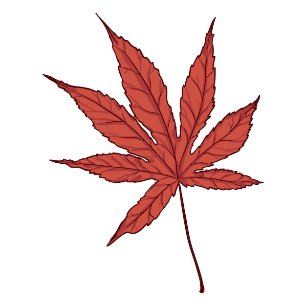 Vector cartoon illustratie herfst gevallen rood blad van japanse esdoorn