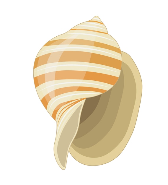 Vector vector cartoon illustration of colorful seashells on a white background