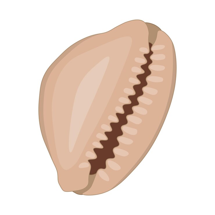 Vector vector cartoon illustration of colorful seashells on a white background