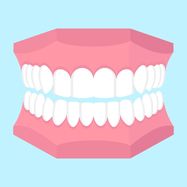 Vector cartoon illustration of dental jaw model isolated on blue background.