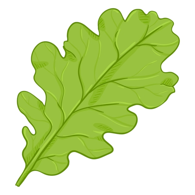 Vector Cartoon Illustration Green Leaf of Oak Tree