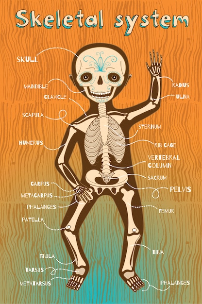 Vector vector cartoon illustration of human skeletal system for kids