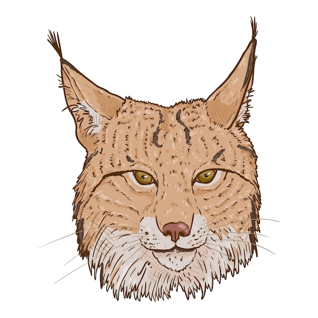 Vector Cartoon Lynx Head Front View Illustration