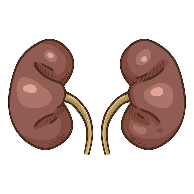 Vector Cartoon menselijke nieren anatomische orgel illustratie
