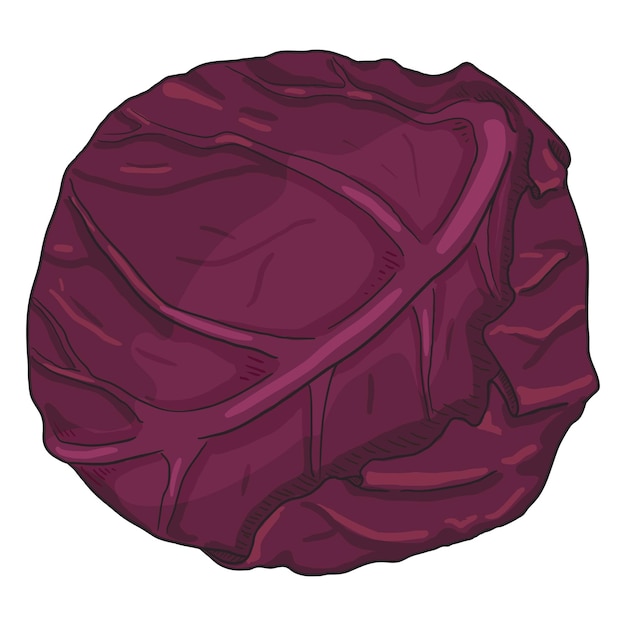 Vector cartoon red cabbage