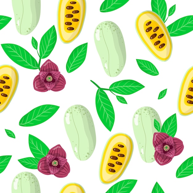 Vector cartoon seamless pattern con asimina triloba o papaia frutti esotici, fiori e foglie