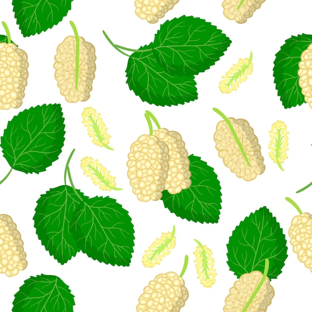 Vector cartoon seamless pattern with morus alba or mulberries exotic fruits, flowers and leafs on white background