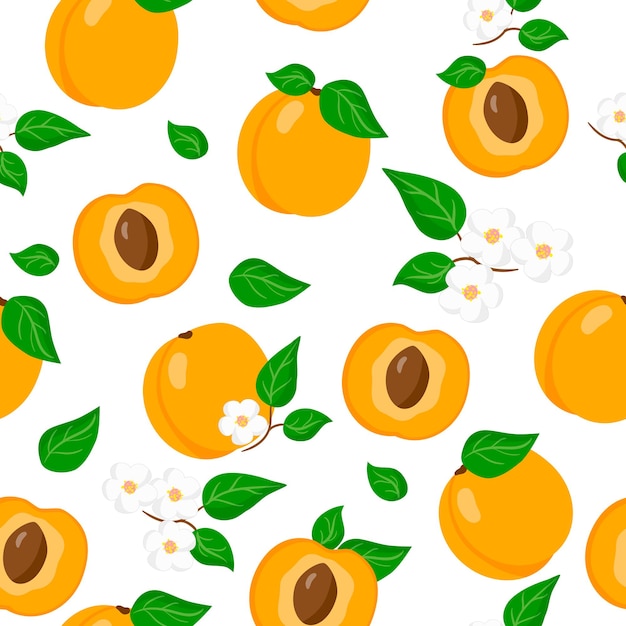 Vector cartoon seamless pattern with Prunus armeniaca or Apricot exotic fruits, flowers and leafs on white background