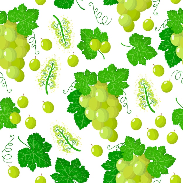 Vector vector cartoon seamless pattern with vitis vinifera or white grape exotic fruits, flowers and leafs on white background